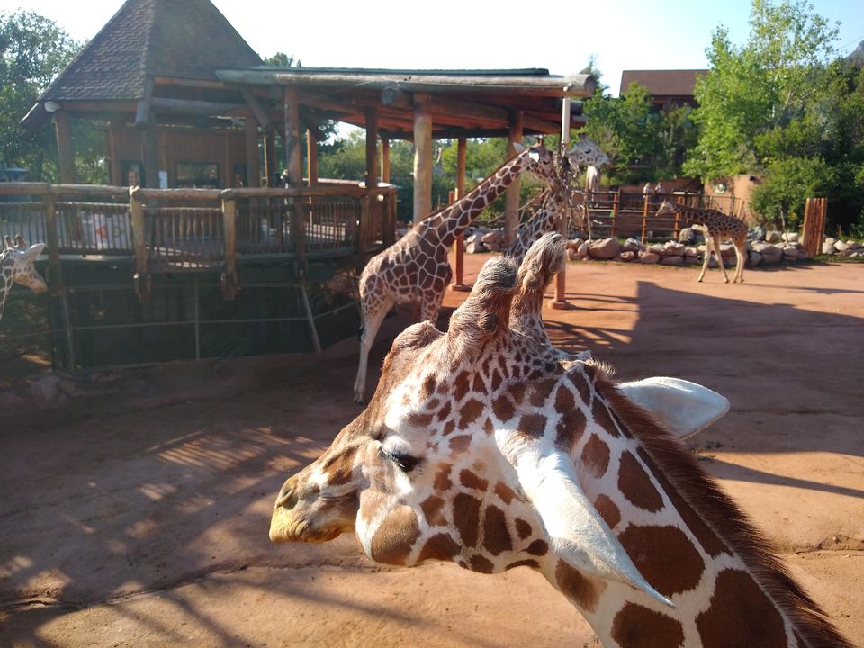 Reticulated giraffes at Cheyenne Mountain Zoo, one leaning toward the camera
